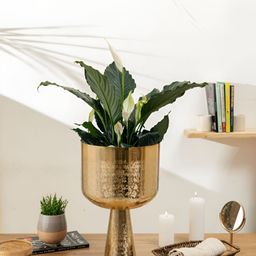 HomeShastra Aureme Gold Intricate Textured Metal Planters-40