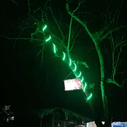 ENORMITY Green Rice Shaped String Lights image 2