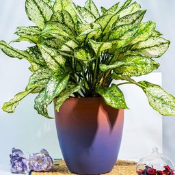 TRUSTBASKET Blue & Pink Rustic Roots Planter-image-36