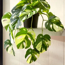 Home Centre Green & Black Monstera Deliciosa Artificial Plant With Pot-image-12