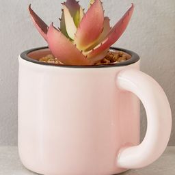 Home Centre Pink 1 Pieces Croton Artificial Plant With Pot-82