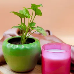 HARINI Pink & White 1 pieces Jar Candle-20