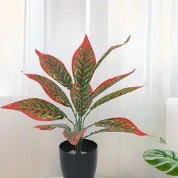 Home Bloom Red & Black Artificial Red Croton Plant With Pot-24