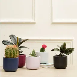 Jeanie Combo Multicolour Terracotta (Set of 5) Desk Pot by Purezento-picture-33