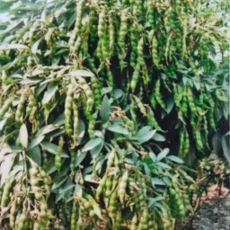 1kg hybrid arhar dal/Red gram/toor seeds highest yield variety early fruiting Seed-image-58