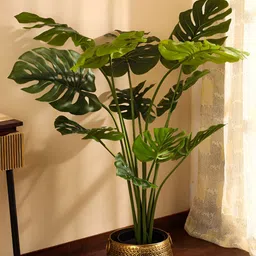 Elemntl Green 1 Pieces Monstera Deliciosa With Pot-25
