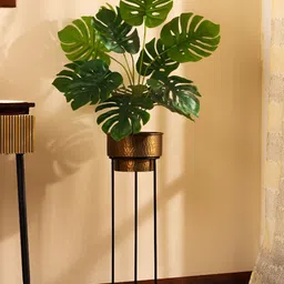 Elemntl Green 1 Pieces Monstera Deliciosa With Pot-picture-45