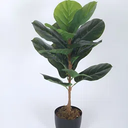 Home Bloom Green 1 Pieces Fig Artificial Plant With Pot-image-2