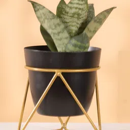 THREADVIBE LIVING Black & Yellow Single Pot Plant Stand-image-11