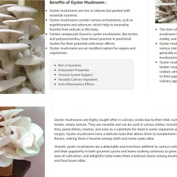 arko Oyster Mushrooms Grain Spawn Seeds – First Generation High Yield White Seed image 4