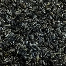 Sunflower Seed Natural Bird Food(1000GM) 1KG for cockatiel, Silver Finches, Munia, Parakeets, Parrots, Budgies, Grain and Seed Eating Birds Nuts 1 kg Dry Young, Adult Bird Food-picture-22