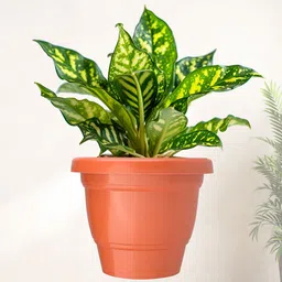 Kuber Industries Set Of 24 Orange-Coloured & Black Planter With Pot image 2