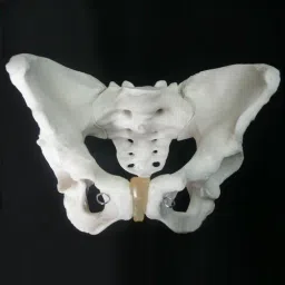 Skelton Model Life Size Male Pelvis 0010-10