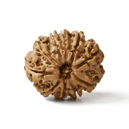 Gemsmantra Brown Wooden 10 Mukhi Nepali Rudraksha With Pendant-image-39