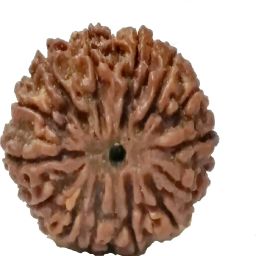 14 mukhi rudraksha nepali original Wood-image-57