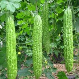 BITTER GOURD(80 Seeds) Seed-image-21