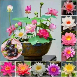 japanese BONSAI Lotus seeds, DRAWF TOKIYO varaiety, Kamal seeds, kamal gatta Seed, LOTUS Seed-image-27