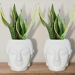 Go Hooked Multicolor Set of 2 Plastic Buddha Plant Pots for Home and Office Decor-14