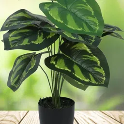 Go Hooked Pack of 1 Artificial Philodendron Plant with complimentary Nursery Pot image 5