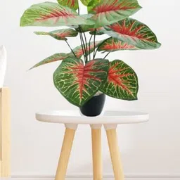 Go Hooked Artificial Plant With Complimentary Pot image 4