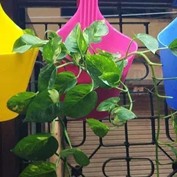 go hooked Hook Railing Planter Hanging Pots for Plant image 2