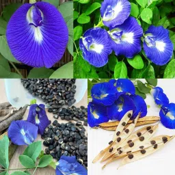 Aparajita Seeds Blue Color, Butterfly Pea Seeds, Clitoria Ternatea Seed Seed-image-65