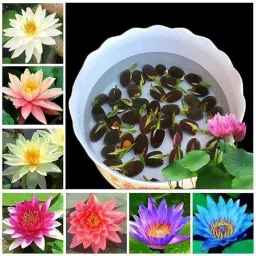 Lotus, kamal Seed-15