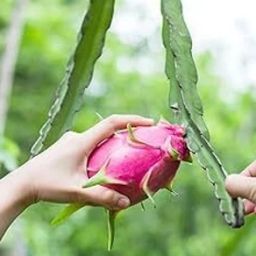 dragon fruit Seed-image-4