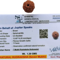 Certified 7 Mukhi Rudraksha Indonesia (Java), 100% Original Seven Face Ruthratacham Small Size 10-12 mm Natural Brown Color for Men and Women Wood Pendant-picture-0