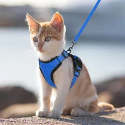 Cat Harness with Leash Cat Harness & Leash-image-46