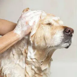 hachiko High Quality (Combo of 2) Dog Shampoo Flea-tick 250 ml + Refreshing Spray 100 ml Allergy Relief, Anti-dandruff, Flea and Tick, Anti-itching, Conditioning Artificial Fragrance Free Dog Shampoo image 2