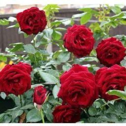 ROSE Seed-image-15