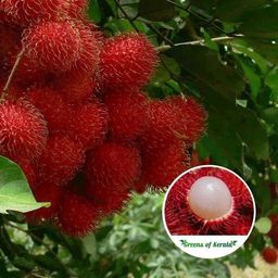 cloud farm Rambutan Plant-picture-29