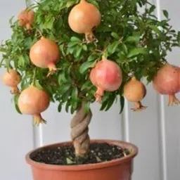Pomegranate Plant-image-86