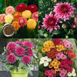ibains Chrysanthemum seasonal seeds pack of 47 Seed-picture-15