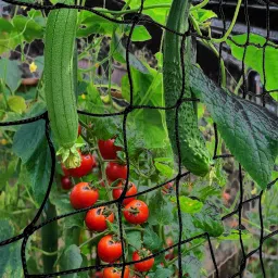 Plant Climbing Net & 15Ft x 6 Ft Creeper Support Gardening Netting Black Colour Garden Tool Kit-19