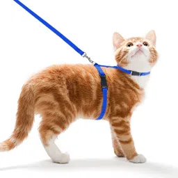 Cat Collar & Chain-12