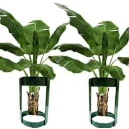 Heavy Banana Stand for Pooja Banana Tree Stem Stand for Varalakshmi Pooja Decorative Showpiece - 20 cm-image-3