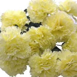 12stickbunch2219 Multicolor Carnations Artificial Flower-image-21