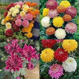 ibains Guldaudi seasonal flower seeds pack of 49 Seed-picture-43