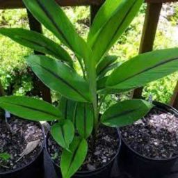 Curcuma Caesia, Black Turmeric, Kali Haldi Plant Rhizomes Bulbs for Planting Seed-image-64