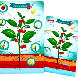 Parts Of a Plant-25