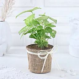 Serenity Greenscape Syngonium Gift-image-67