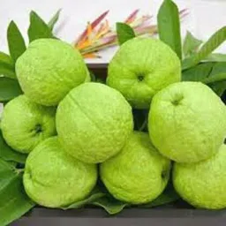 ™️Guava (Amrood) Fruit Seed-image-27
