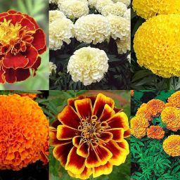 All season flower plant seeds Seed-image-3