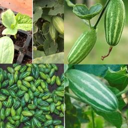 Parval seeds vegetable beej 10 Seed-image-63