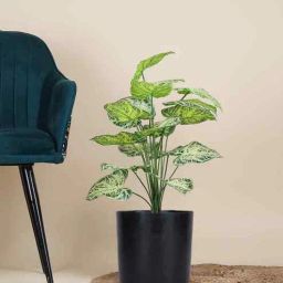 foliyaj Green Alocasia-Lg In Black Pot With White Stones Artificial Plant-picture-9