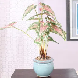Green & Red Polyester Caladium Bonsai Artificial Plant With Ceramic Vase By Fourwalls-picture-2