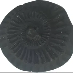 Chakra saligram Polished Round Marble Stone-image-21