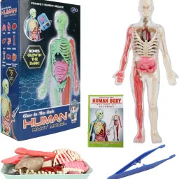 32 Pieces DIY Assembly Human Skeleton Model Kit Glow in The Dark Educational Toy-22